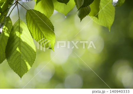 Close-up of beautiful fresh shiny cherry leaves lit by sun hanging like curtain above blurred bright bokeh copy space background. Beauty and protection of nature, agriculture and gardening concept. Close-up of beautiful fresh shiny cherry leaves lit by sun hanging like curtain above blurred bright bokeh copy space background. Beauty and protection of nature, agriculture and gardening concept. 140940333