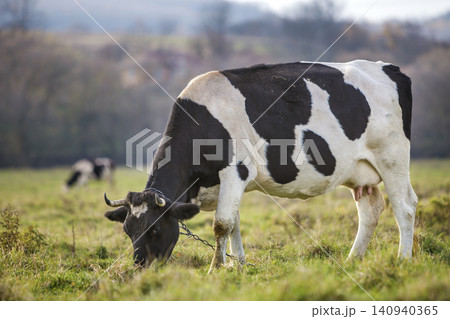 Nice healthy white and black cow with big udder grazing in green pasture field fresh grass on bright sunny day on blurred green trees background. Farming and agriculture concept Nice healthy white and black cow with big udder grazing in green pasture field fresh grass on bright sunny day on blurred green trees background. Farming and agriculture concept 140940365