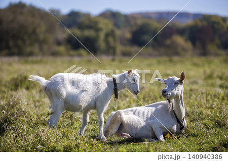 Two white bearded goats grazing in green meadow grass on bright sunny summer day. Two white bearded goats grazing in green meadow grass on bright sunny summer day. 140940386
