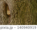 樹木の生命力を感じる樹皮のユニークな節と樹皮のテクスチャ素材 140940919