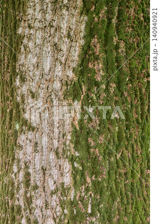 天然の木の質感と緑の苔が美しい様々な樹皮の抽象背景。ナチュラルでオーガニックなデザインに最適 天然の木の質感と緑の苔が美しい様々な樹皮の抽象背景。ナチュラルでオーガニックなデザインに最適 140940921