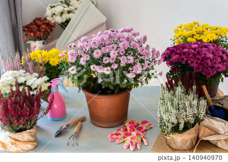 Planting fall flowers like chrysanthemums and heather and other in pots to brighten your balcony or terrace, adding seasonal color and warmth to your home outdoor space Planting fall flowers like chrysanthemums and heather and other in pots to brighten your balcony or terrace, adding seasonal color and warmth to your home outdoor space 140940970