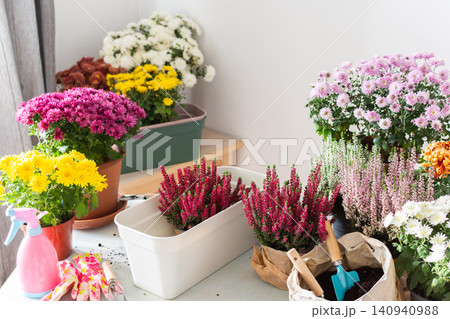 Planting chrysanthemums, heather, and other fall flowers in pots adds natural beauty and color to your balcony or terrace, enhancing your outdoor decor for the season 140940988