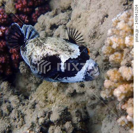 masked puffer fish masked puffer fish 140941204