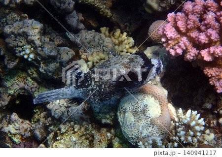 masked puffer fish 140941217