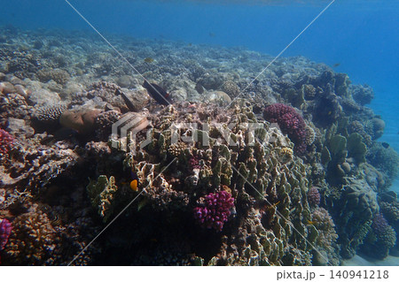 nice coral reef in the Egypt, Safaga nice coral reef in the Egypt, Safaga 140941218