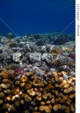 nice coral reef in the Egypt, Safaga nice coral reef in the Egypt, Safaga 140941221