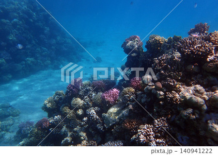 nice coral reef in the Egypt, Safaga 140941222