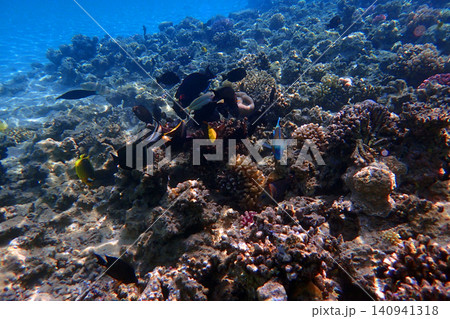 nice coral reef in the Egypt, Safaga 140941318