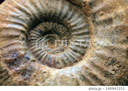 ammonite fossil texture ammonite fossil texture 140941351