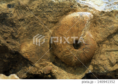 ammonite fossil texture ammonite fossil texture 140941352