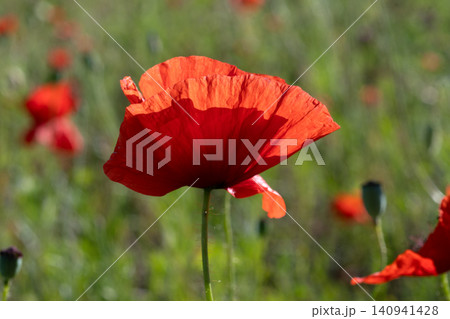 wild red beautiful poppy flower blossoming  at field at sunny day.  macro 140941428