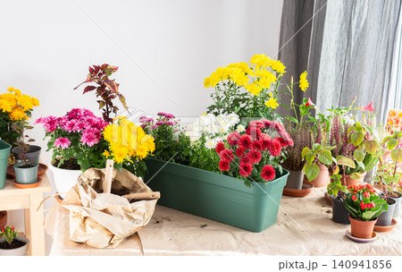 Planting chrysanthemums, heather, and other fall flowers in pots adds natural beauty and color to your balcony or terrace, enhancing your outdoor decor for the season Planting chrysanthemums, heather, and other fall flowers in pots adds natural beauty and color to your balcony or terrace, enhancing your outdoor decor for the season 140941856