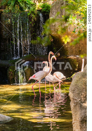 flamingo group standing in shallow water near waterfall in zoo flamingo group standing in shallow water near waterfall in zoo 140942013
