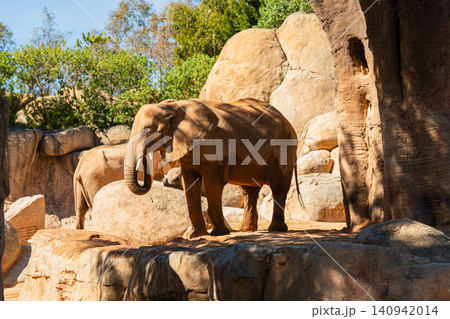 african elephants standing on rocky terrain in zoo habitat african elephants standing on rocky terrain in zoo habitat 140942014
