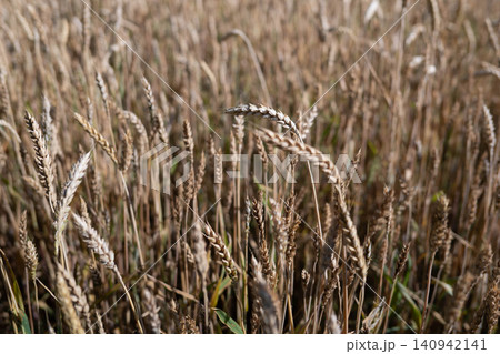 Golden Wheat Field on a Sunny Summer Day. Golden Wheat Field on a Sunny Summer Day. 140942141