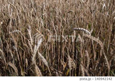 Golden Wheat Field on a Sunny Summer Day. Golden Wheat Field on a Sunny Summer Day. 140942142