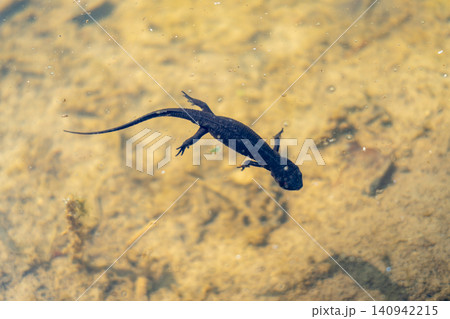 Japanese fire-bellied newt swimming in Shirakawa-go pond, Japan Japanese fire-bellied newt swimming in Shirakawa-go pond, Japan 140942215