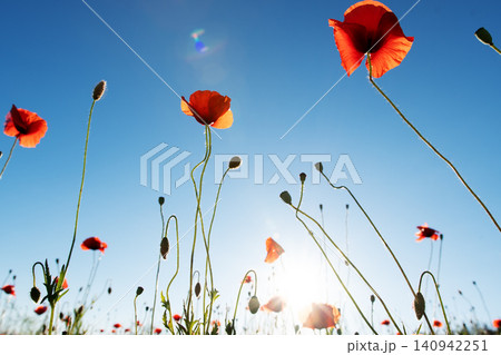 wild red beautiful poppy flower blossoming at field at sunny evening against blue sky. close up wild red beautiful poppy flower blossoming at field at sunny evening against blue sky. close up 140942251