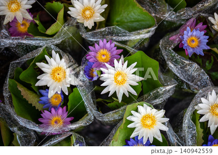 Colorful blooming water lilies Nymphaea nouchali Blue Water Lily selling at Chatuchak plant market Colorful blooming water lilies Nymphaea nouchali Blue Water Lily selling at Chatuchak plant market 140942559
