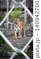 Tiger in zoo enclosure 140942700