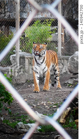 Tiger in zoo enclosure 140942700