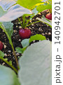 Homegrown Fresh radishes 140942701