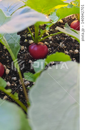 Homegrown Fresh radishes Homegrown Fresh radishes 140942701