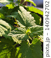 Fresh catnip growing on sunny windowsill 140942702