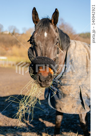 A brown horse chews hay and looks at the camera close-up. High quality photo A brown horse chews hay and looks at the camera close-up. High quality photo 140942921