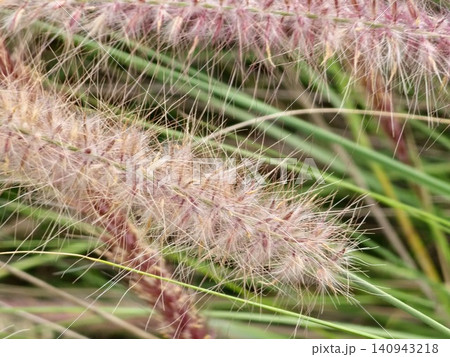 Soft Purple Fountain Grass Plumes in Natural Garden Setting Soft Purple Fountain Grass Plumes in Natural Garden Setting 140943218