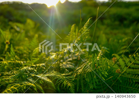 A serene, vibrant, and ethereal feel. The golden sun backlighting creates a radiant, luminous effect, while the shallow depth of field yields a soft, dreamy bokeh that emphasizes the lush fern texture 140943650