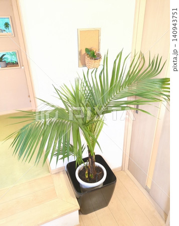 ケンチャヤシ 観葉植物 ヤシの木 10号鉢 大型 室内 インテリアグリーン リビングと和室のある部屋 140943751