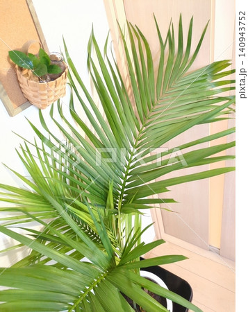 ケンチャヤシ 観葉植物 ヤシの木 10号鉢 大型 室内 インテリアグリーン リビングと和室のある部屋 ケンチャヤシ 観葉植物 ヤシの木 10号鉢 大型 室内 インテリアグリーン リビングと和室のある部屋 140943752