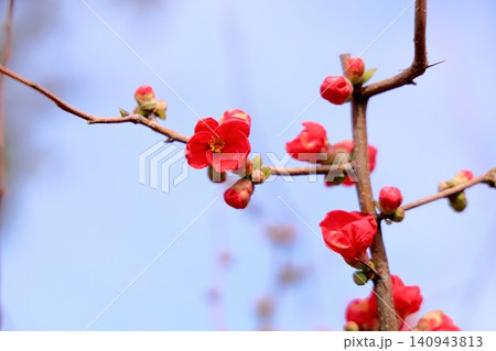 鮮やか　ボケの花 140943813