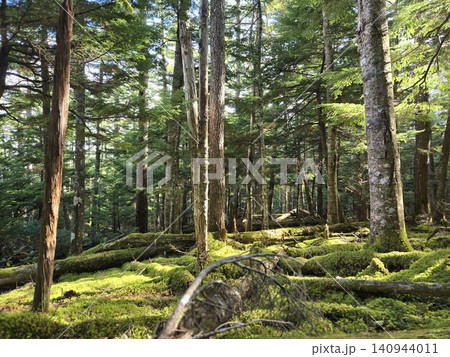 富士山麓の苔むした森と静かな森林風景 富士山麓の苔むした森と静かな森林風景 140944011