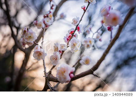早春の梅の花、白とピンクの可憐な花びら 早春の梅の花、白とピンクの可憐な花びら 140944089