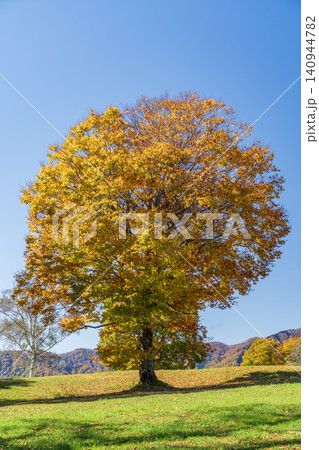 紅葉したブナの大木 紅葉したブナの大木 140944782