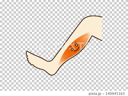 Illustration of calf muscles Illustration of calf muscles 140945163