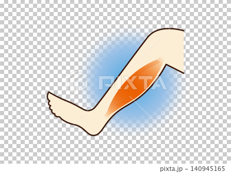 Illustration of the calf muscles (normal) Illustration of the calf muscles (normal) 140945165