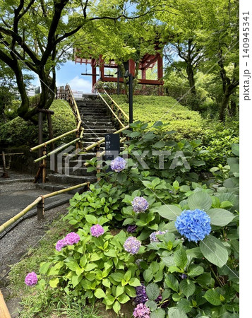 境内に咲く紫陽花 境内に咲く紫陽花 140945341