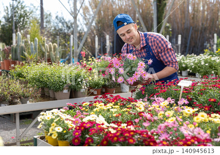 Man gardener arranging potted daisy flowers for market and wearing greenhouse uniform Man gardener arranging potted daisy flowers for market and wearing greenhouse uniform 140945613