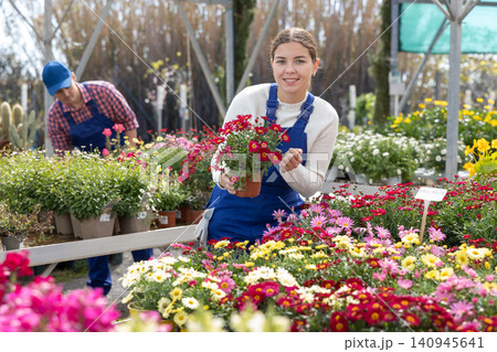 Young saleswoman change arrangement of pots with garden chamomile and improves appearance of window Young saleswoman change arrangement of pots with garden chamomile and improves appearance of window 140945641