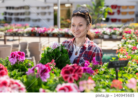 Woman customer choosing geranium in flower-pot in open air plants market Woman customer choosing geranium in flower-pot in open air plants market 140945685