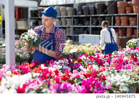 Young male seller holding cyclamen in pot Young male seller holding cyclamen in pot 140945875
