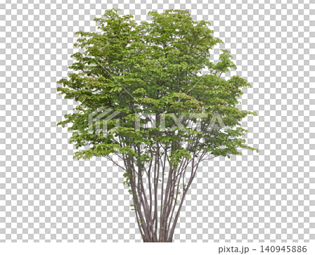 Young deciduous tree with vibrant green leaves, slender trunks Young deciduous tree with vibrant green leaves, slender trunks 140945886