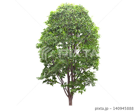 A lush green deciduous tree with a full canopy and visible branches A lush green deciduous tree with a full canopy and visible branches 140945888