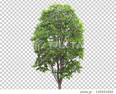A lush green deciduous tree with a full canopy and visible branches A lush green deciduous tree with a full canopy and visible branches 140945888