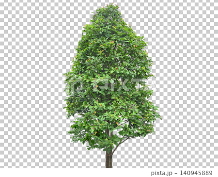 Vibrant green tree with a full canopy of leaves Vibrant green tree with a full canopy of leaves 140945889