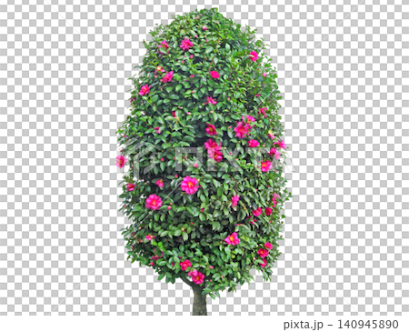 Topiary camellia bush with vibrant pink flowers and lush green leaves 140945890
